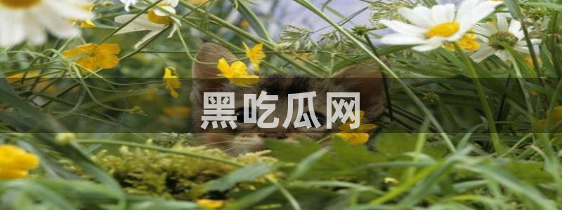 51吃瓜张津瑜：黑吃瓜网